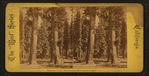 Mammoth Trees. The Sentinels, each over 300 ft. high.