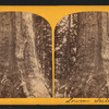 Grizzly Giant, lower section.