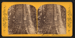 Grizzly Giant, lower section.