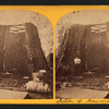 Section of the Mammoth Tree.