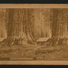 The big trees of California.