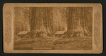 The big trees of California.
