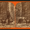 Big Trees the Grisley Giant, Mariposa Grove, Cal.