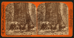 Big Trees the Grisley Giant, Mariposa Grove, Cal.