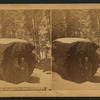 The Fallen Monarch, big trees of California.