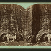 Grisley Giant, Mariposa Grove, Yo Semite [sic] Valley.
