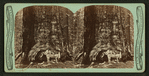 Grisley Giant, Mariposa Grove, Yo Semite [sic] Valley.