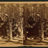 Andy Johnson," big trees of California.