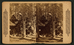 Andy Johnson," big trees of California.