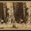 Keystone! Big trees of California.