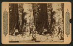 Keystone! Big trees of California.