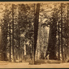 Grizzly Giant' - Big Trees of California.