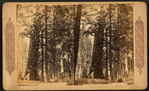 Grizzly Giant' - Big Trees of California.