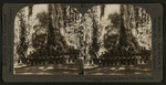 Grisley Giant, the largest living tree in the world, Mariposa Grove, Cal.