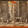 Big Trees the Grisley Giant, Mariposa Grove, Cal.