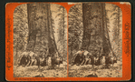 Big Trees the Grisley Giant, Mariposa Grove, Cal.