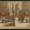 The Wawona tree, Mariposa Grove, Yosemite Valley, Cal., U. S. A..