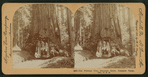 The Wawona tree, Mariposa Grove, Yosemite Valley, Cal., U. S. A..