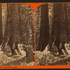 Big trees, Mariposa Grove, Cal.