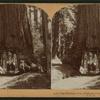 The Wawona Tree, Mariposa Grove, Yosemite Valley, Cal. U.S.A.