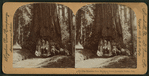 The Wawona Tree, Mariposa Grove, Yosemite Valley, Cal. U.S.A.