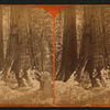 Big trees, Mariposa Grove, Cal.