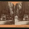 The Wawona Tree, Mariposa Grove, Yosemite Valley, Cal., U. S. A..