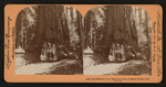 The Wawona Tree, Mariposa Grove, Yosemite Valley, Cal., U. S. A..