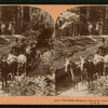 The Fallen Monarch, Mariposa Grove, Yosemite Valley, Cal., U. S. A..