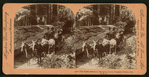 The Fallen Monarch, Mariposa Grove, Yosemite Valley, Cal., U. S. A..