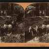 The Fallen Monarch, Mariposa Grove, Yosemite Valley, Cal., U. S. A..