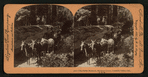 The Fallen Monarch, Mariposa Grove, Yosemite Valley, Cal., U. S. A..