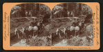 The Fallen Monarch, Mariposa Grove, Yosemite Valley, Cal., U. S. A..