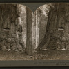 The "Empire State," (34 feet in diameter), Calaveras Grove, Cal., U. S. A..