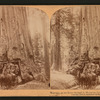 Wawona, as we drove through it, Mariposa Grove, California, U S A.
