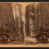 Wawona, as we drove through it, Mariposa Grove, California, U. S. A..