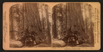 Wawona, as we drove through it, Mariposa Grove, California, U. S. A..