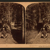 The Fallen Monarch (24 feet in diameter), Mariposa Grove, California, U. S. A.