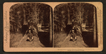 The Fallen Monarch (24 feet in diameter), Mariposa Grove, California, U. S. A.