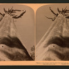 Mother of the Forest" (321 ft.) died when bark was cut off (throw back head and look up), Calaveras Grove, Cal.