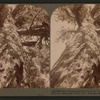 Throw back head and look up the "Grizzly Giant," largest branch 20 ft. cir., Mariposa Grove, Cal..