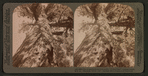 Throw back head and look up the "Grizzly Giant," largest branch 20 ft. cir., Mariposa Grove, Cal..