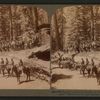 Troop I, 15th U. S. Calvary, on the trunk of the "Fallen Monarch," Mariposa Grove, Cal.