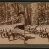 Troop I, 15th U. S. Calvary, on the trunk of the "Fallen Monarch," Mariposa Grove, Cal.