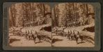 Troop I, 15th U. S. Calvary, on the trunk of the "Fallen Monarch," Mariposa Grove, Cal.