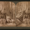 Wawona, as we drove through it, Mariposa Grove, California.