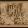 Big trees and cabin, Mariposa Grove, Cal.
