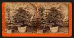 Thurlow Lodge, res. of M.S. Latham, Menlo Park.