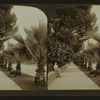 A beautiful street in Sacramento, California.
