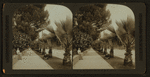 A beautiful street in Sacramento, California.